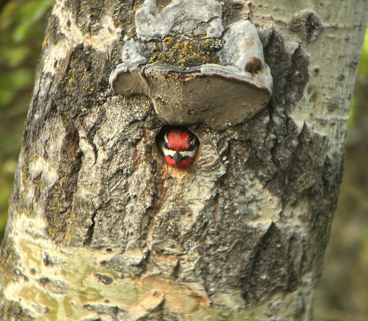 Red-naped Sapsucker - ML523427621