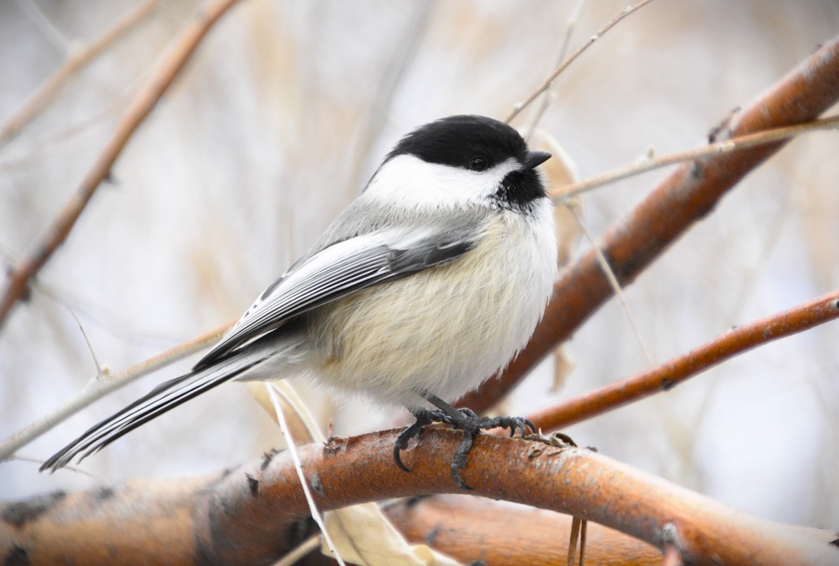 Black-capped Chickadee - Austin Young