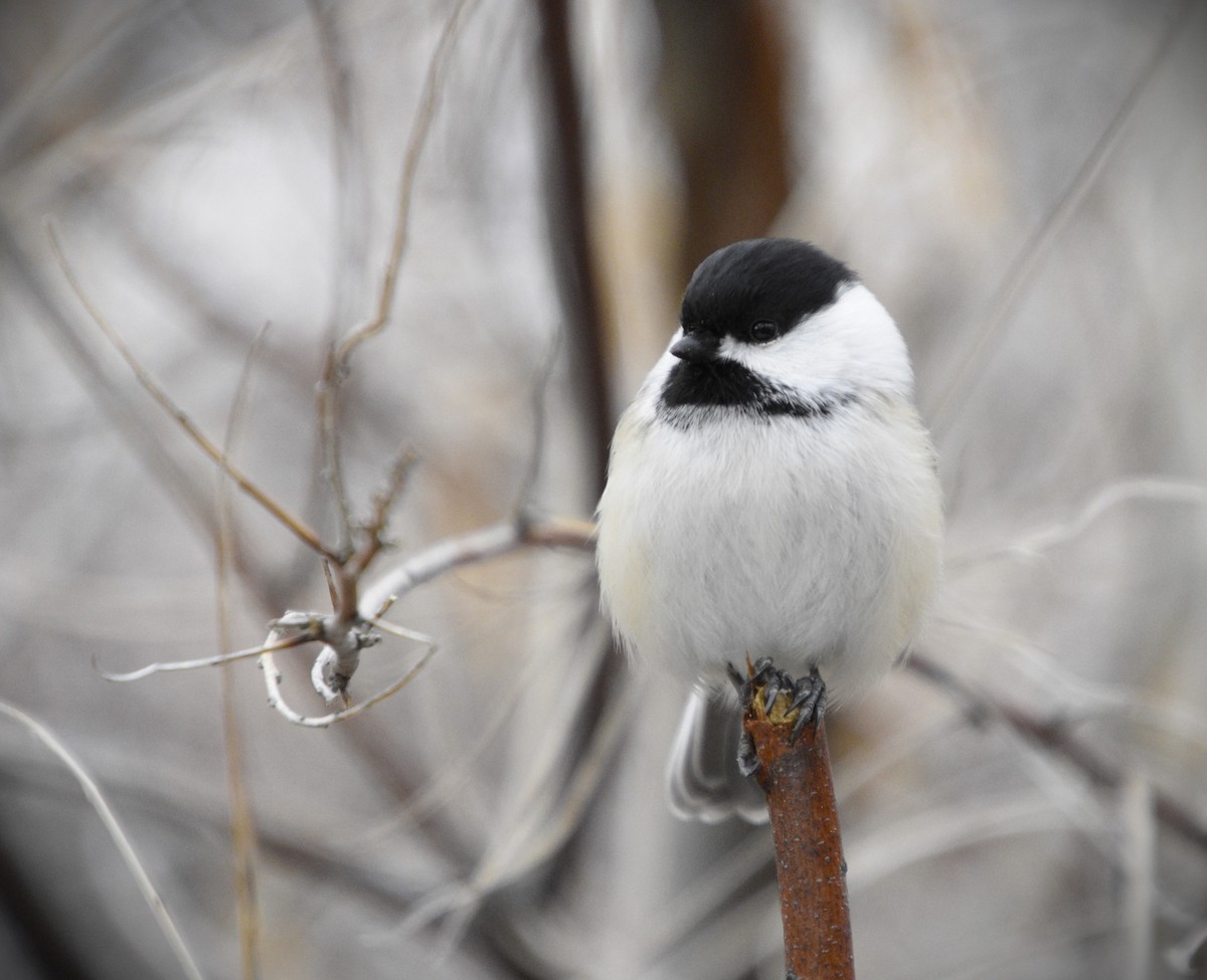 Black-capped Chickadee - Austin Young