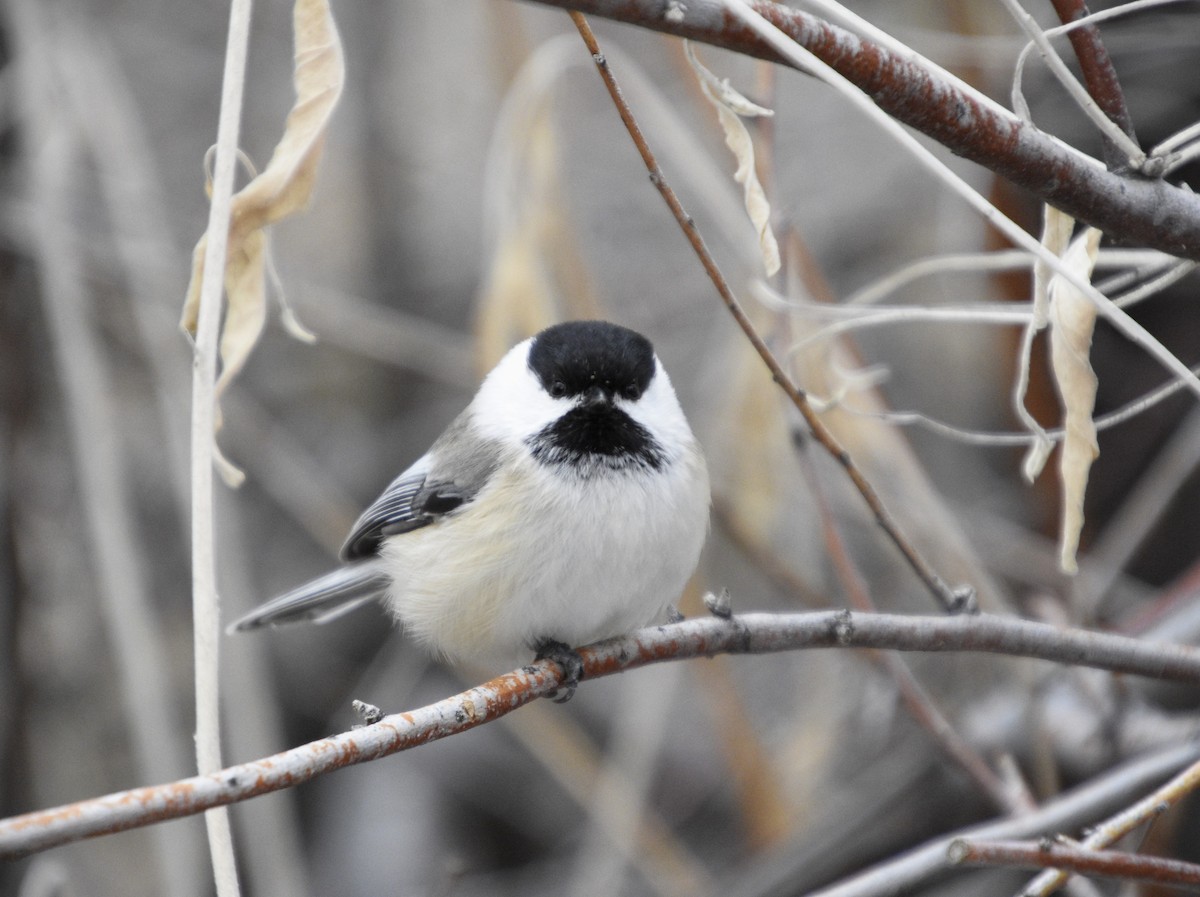 Black-capped Chickadee - Austin Young