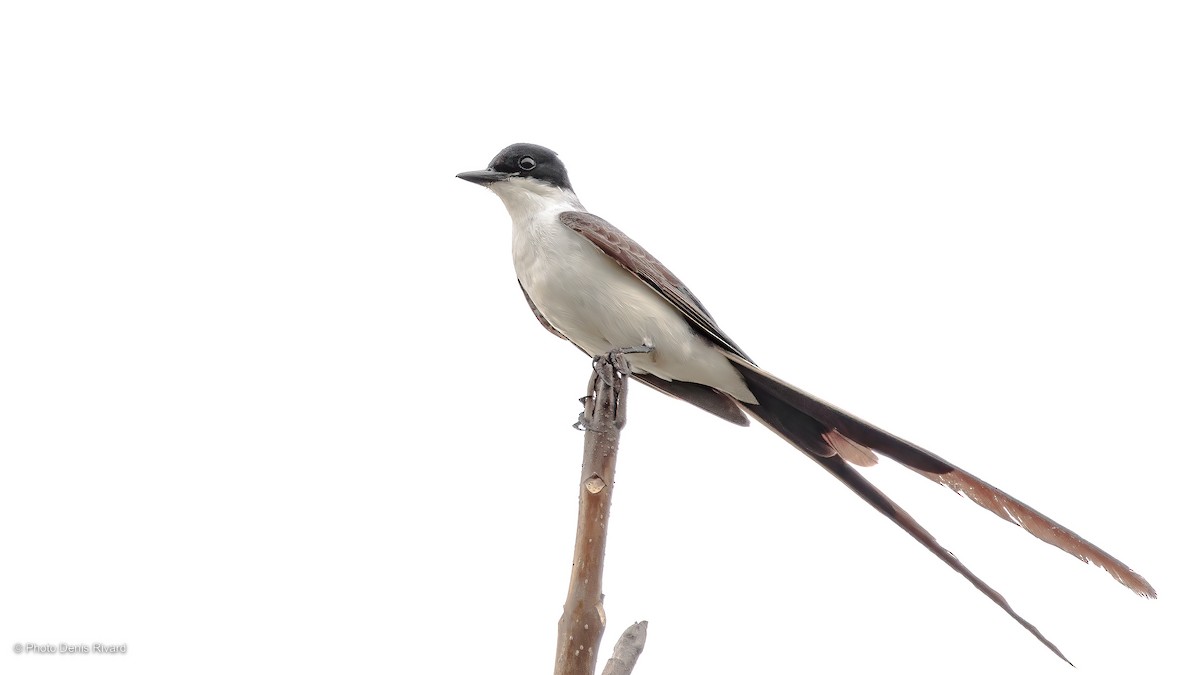 Fork-tailed Flycatcher - Denis Rivard