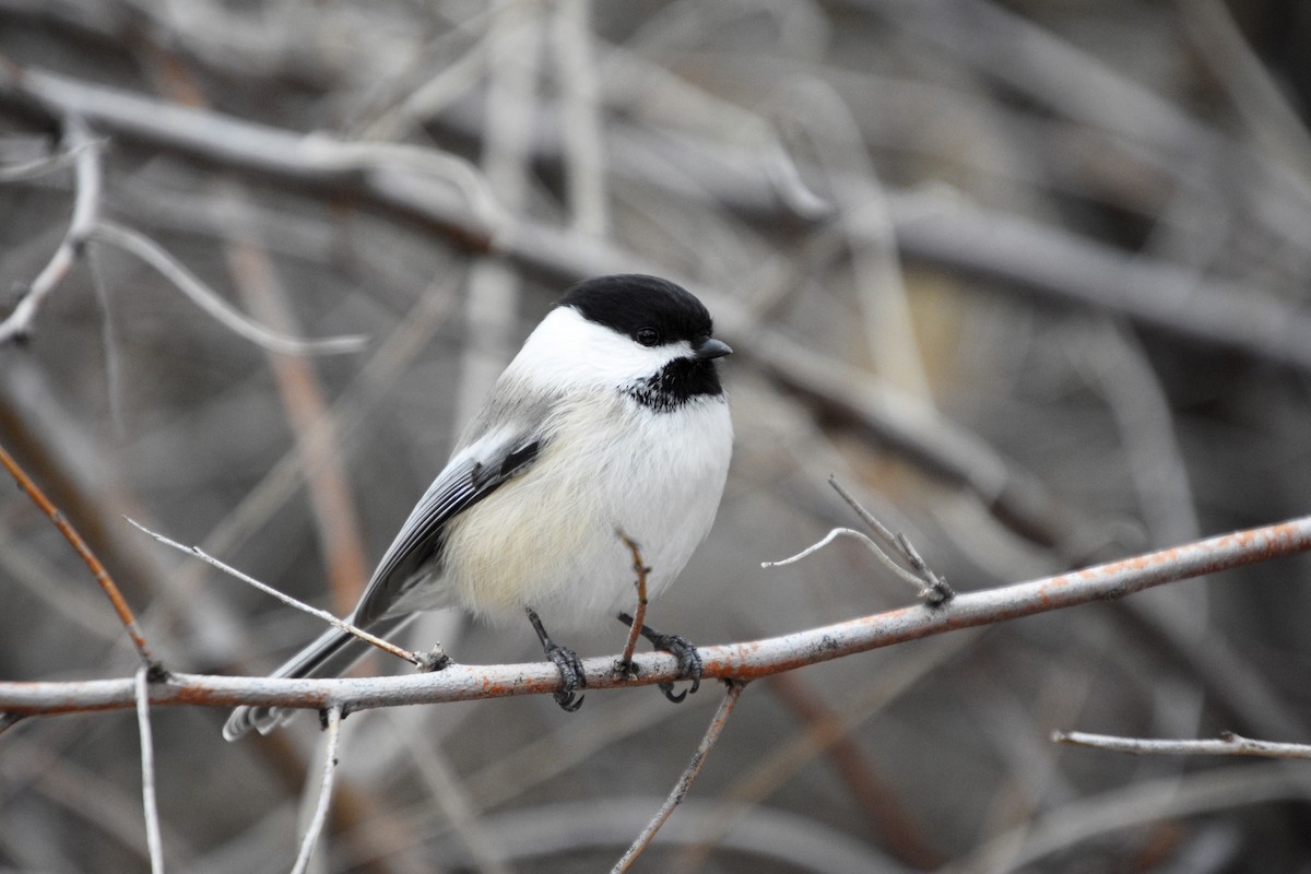 Black-capped Chickadee - ML523428331