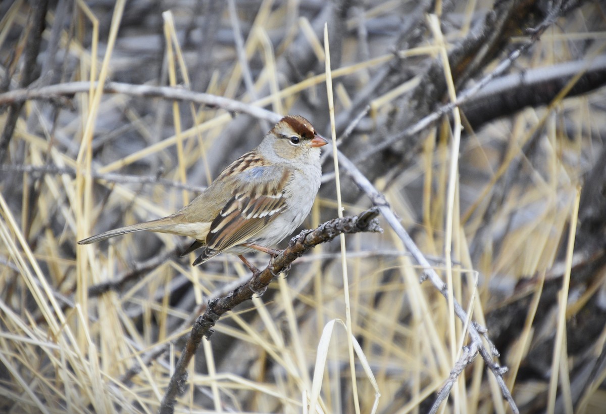 White-crowned Sparrow (oriantha) - Austin Young