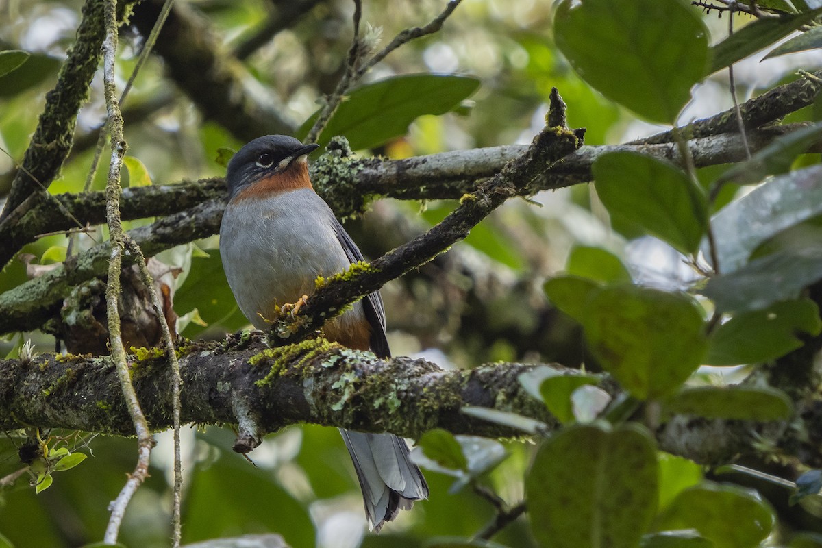 Rufous-throated Solitaire (Rufous-throated) - Joshua Covill