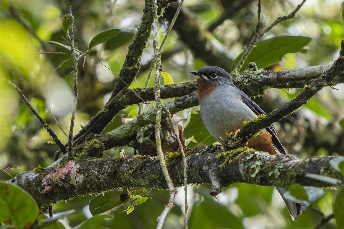 Rufous-throated Solitaire (Rufous-throated) - Joshua Covill