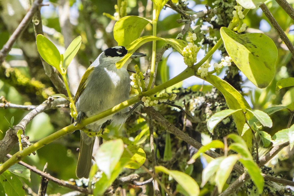 Black-crowned Palm-Tanager - Joshua Covill