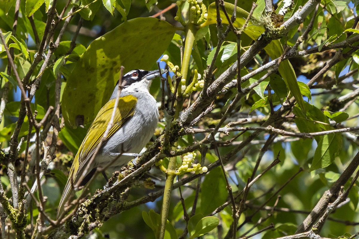 Black-crowned Palm-Tanager - ML523429911