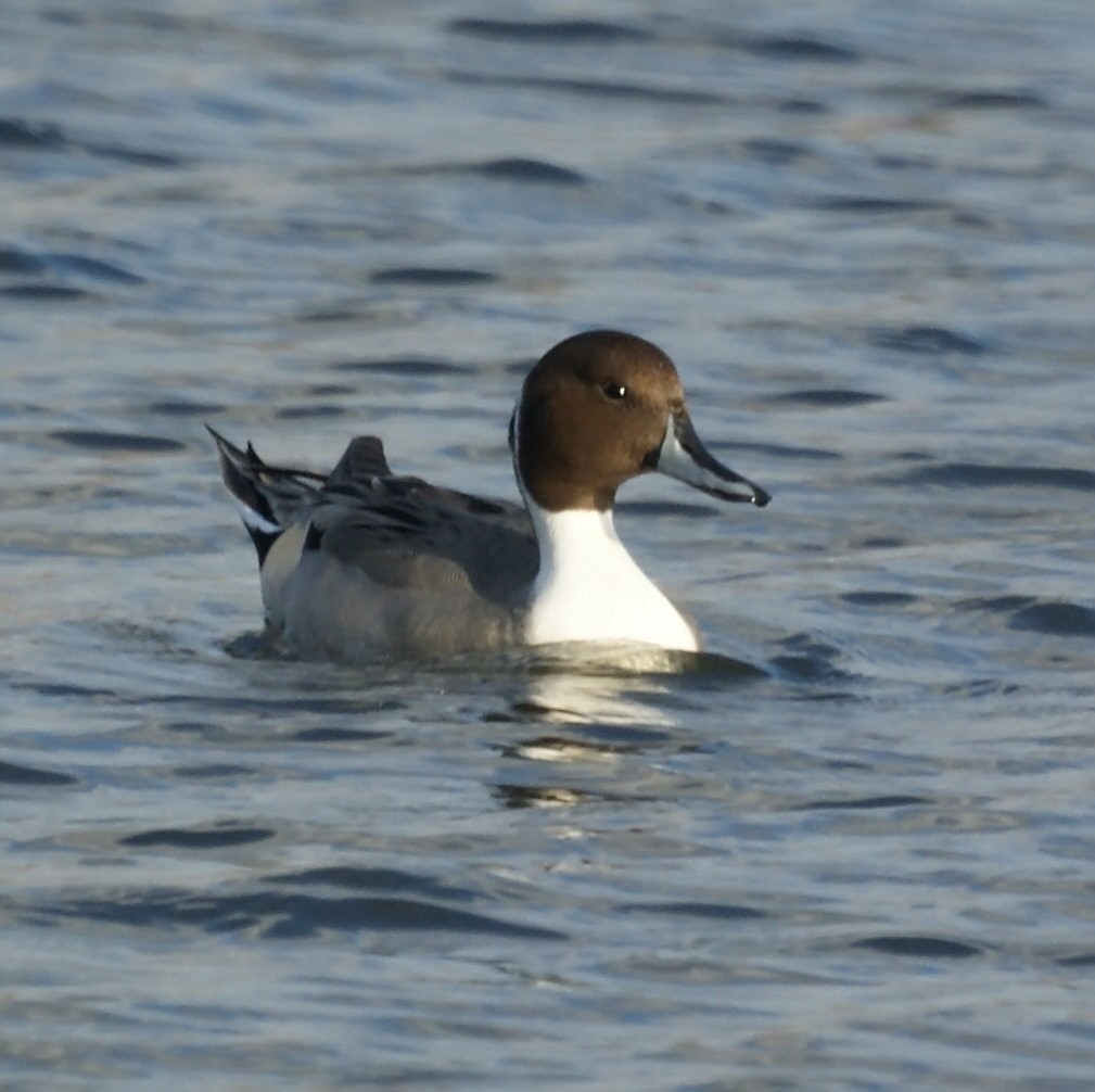 Northern Pintail - ML523430651