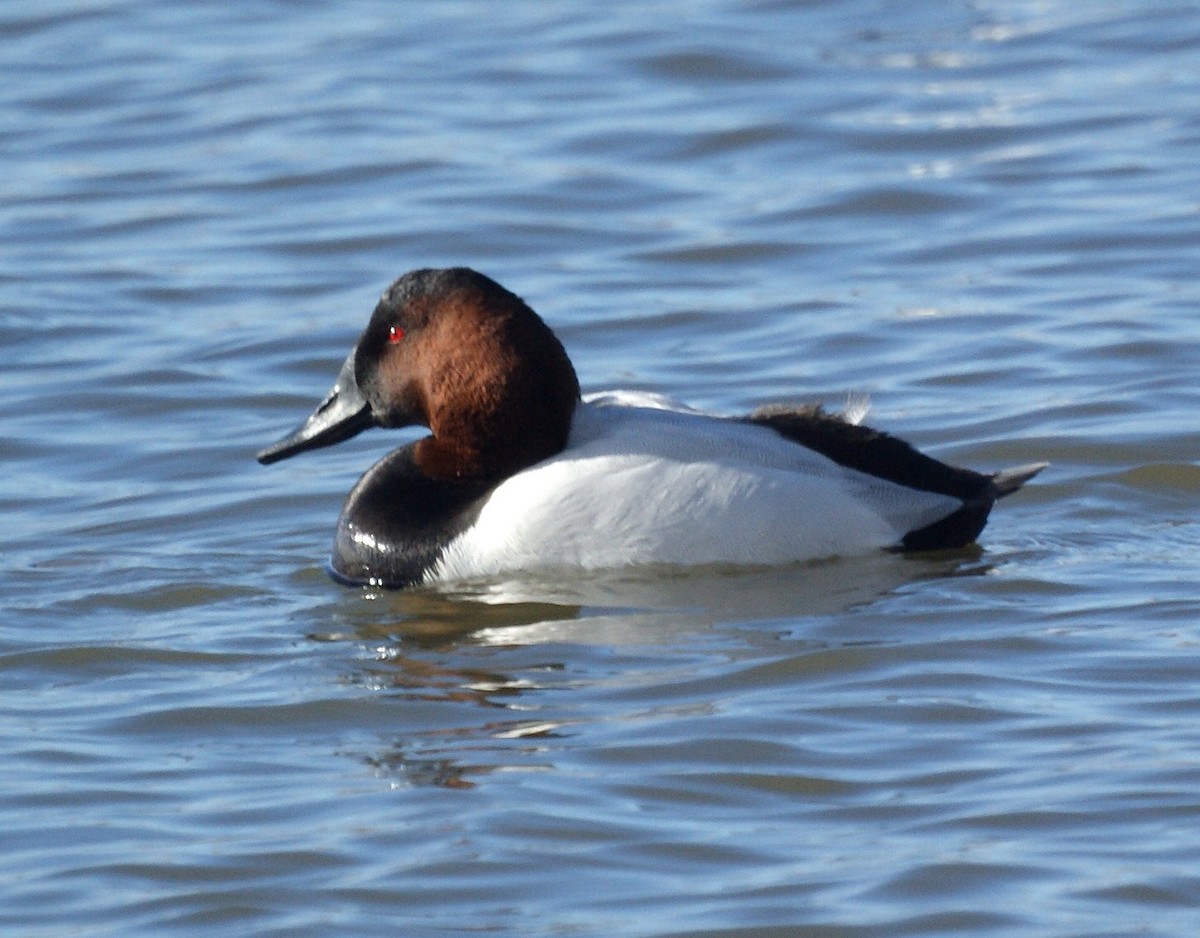 Canvasback - ML523431381