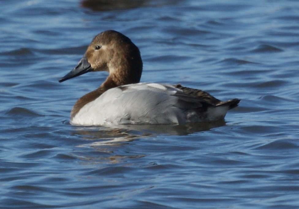 Canvasback - ML523431401