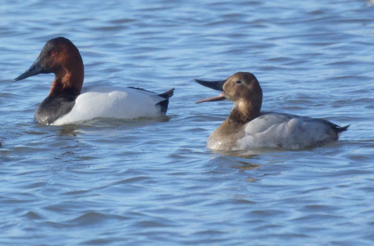 Canvasback - ML523431411