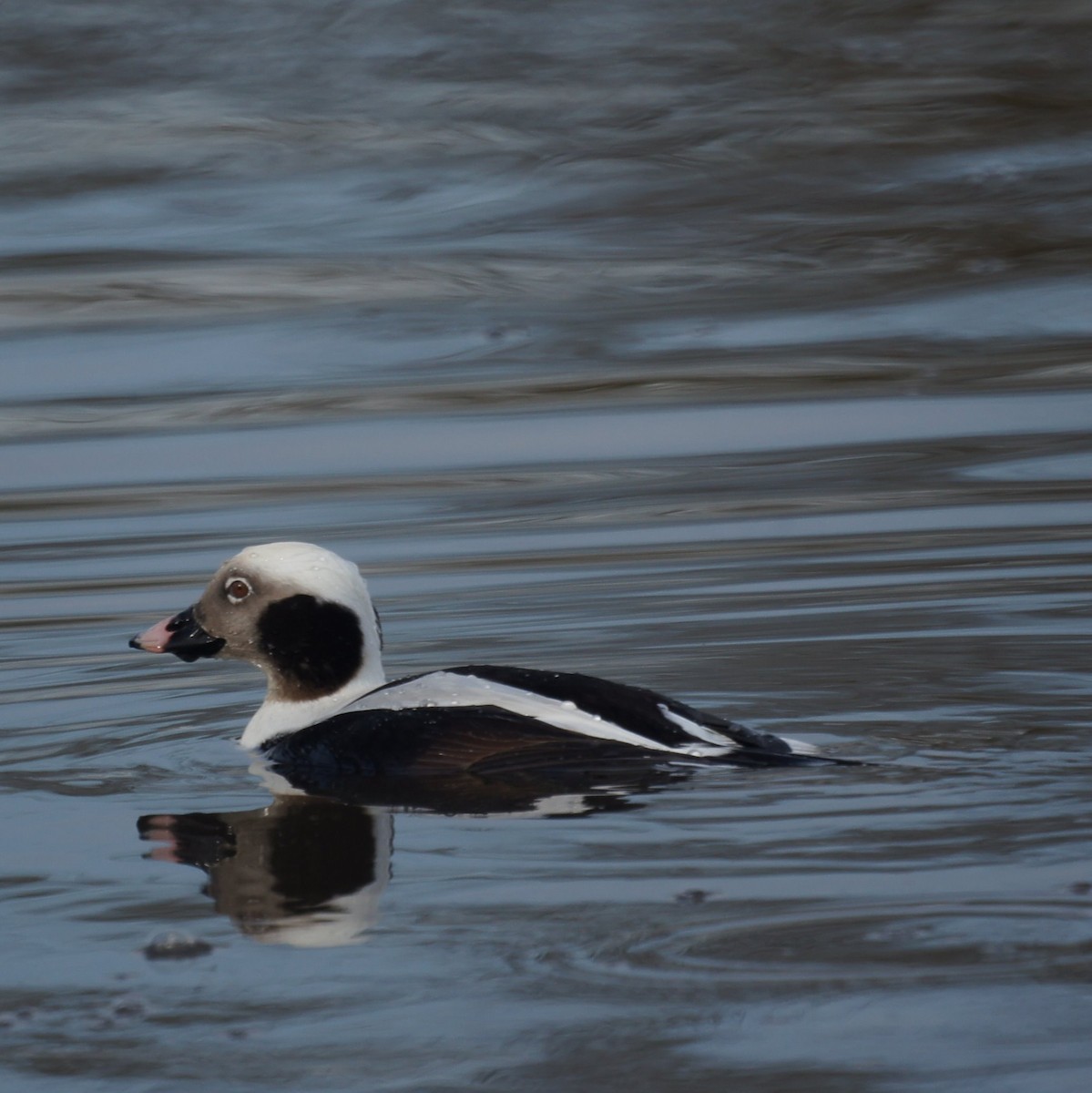 Long-tailed Duck - ML523432111