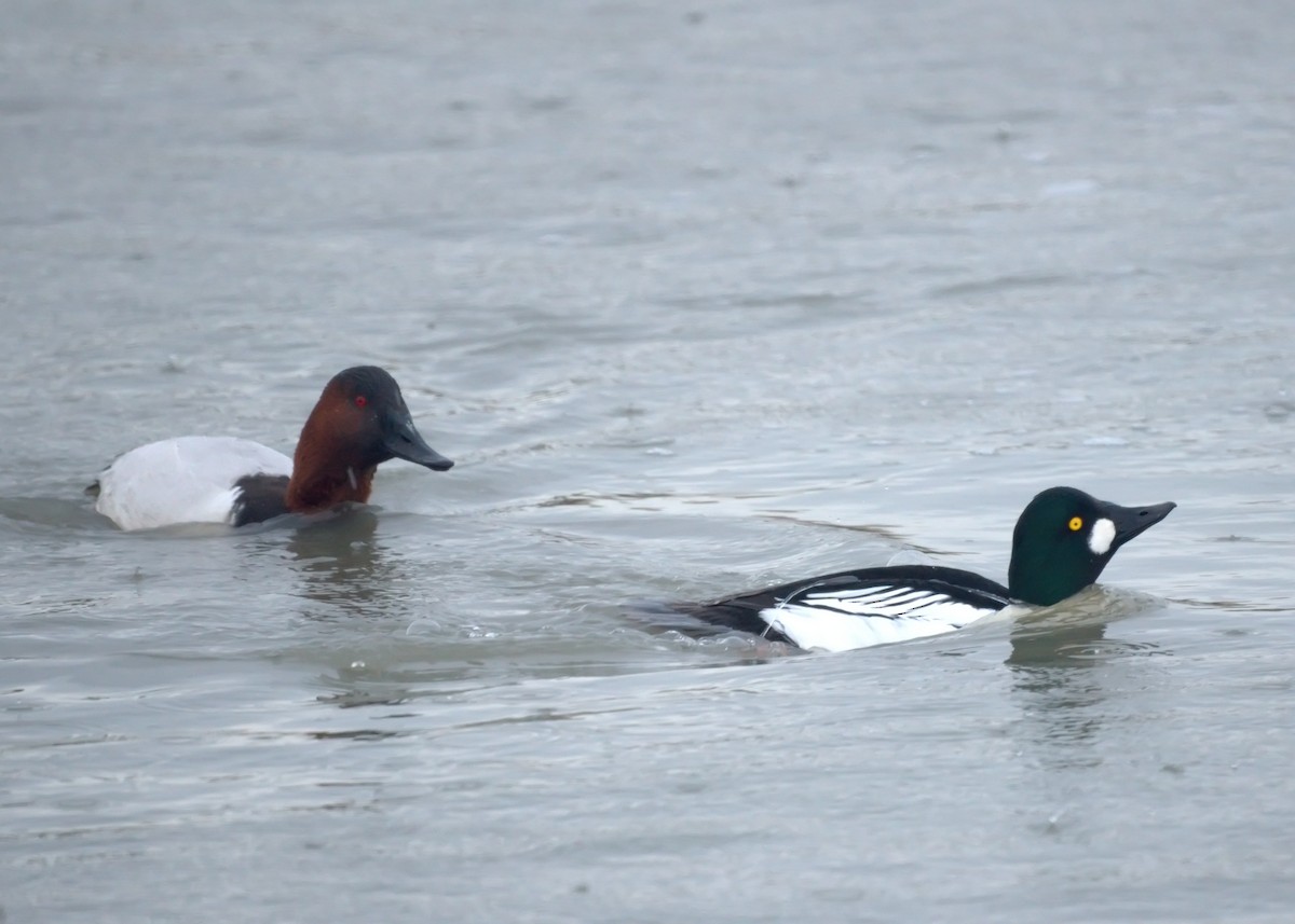 Common Goldeneye - ML523432181