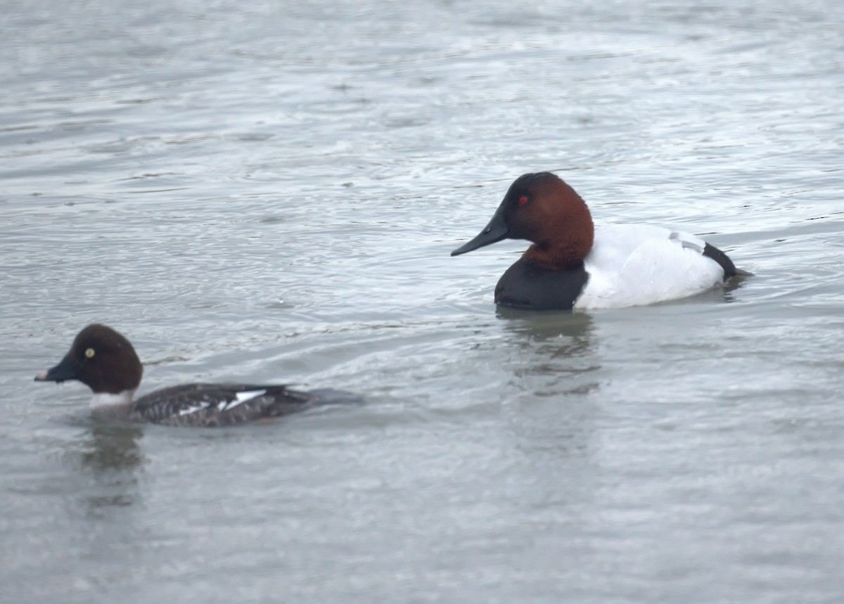 Common Goldeneye - ML523432191