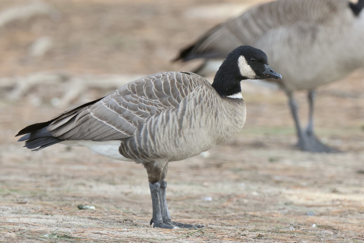 Cackling Goose - ML523432201