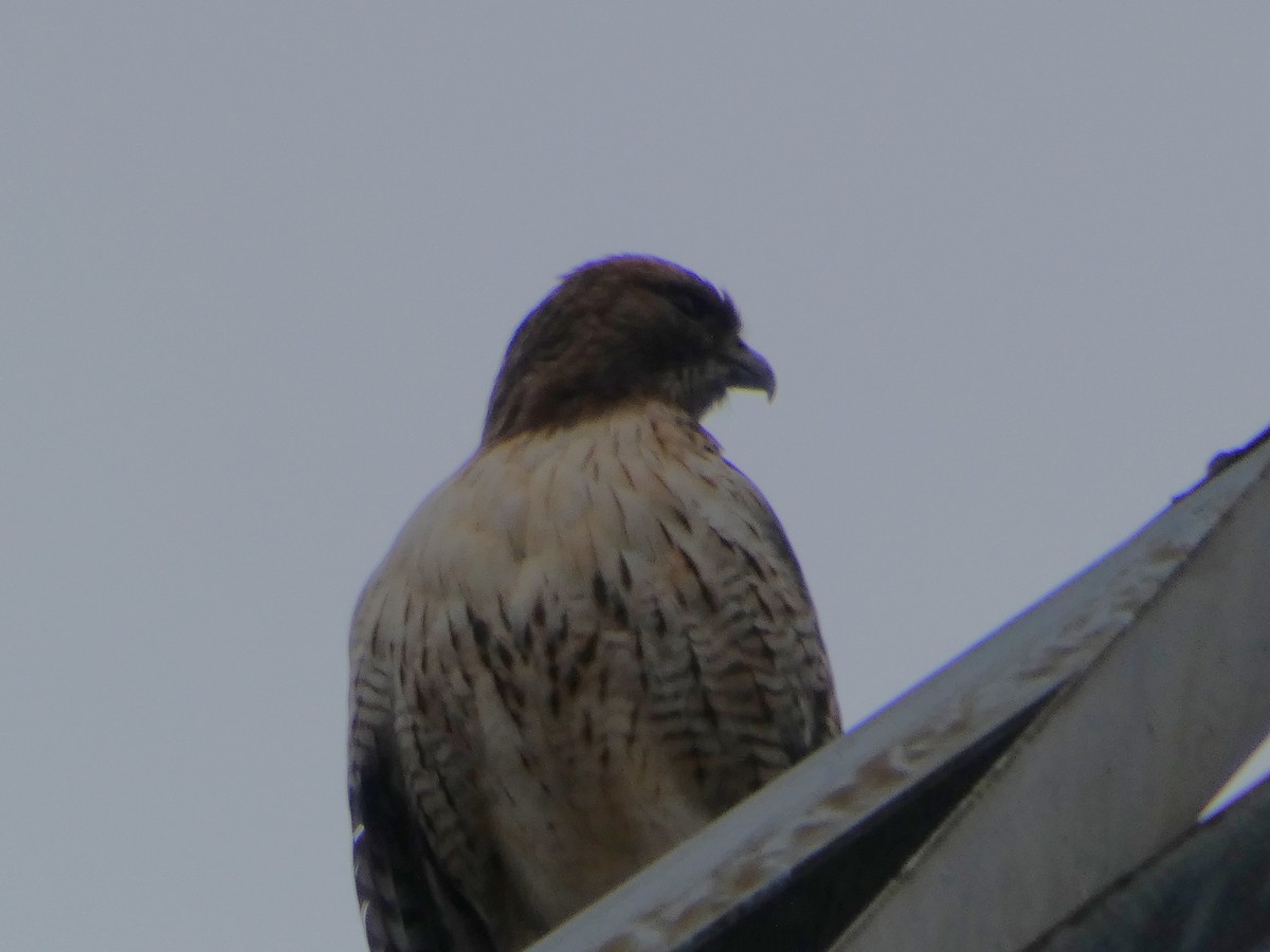 Red-tailed Hawk - Spencer Matley