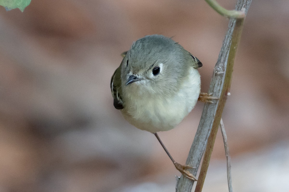 Ruby-crowned Kinglet - ML523433761