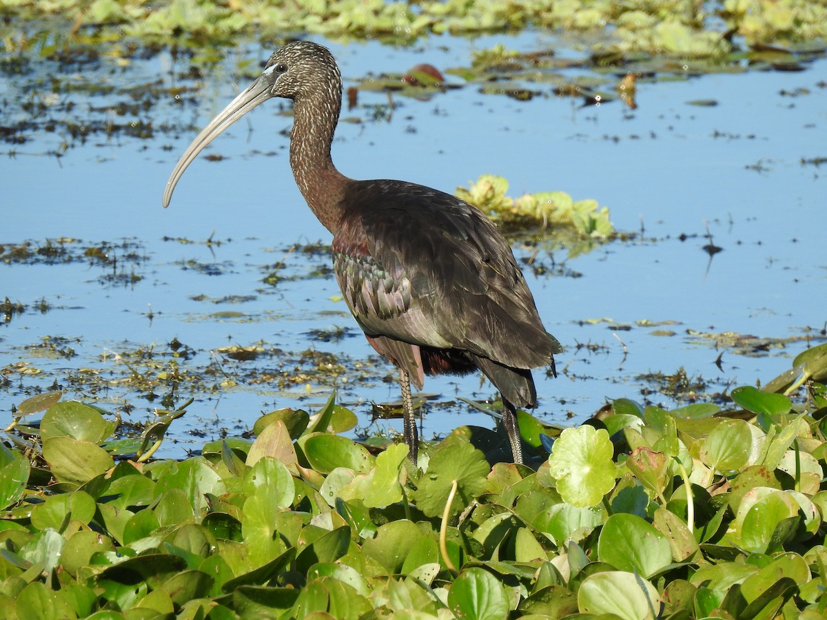 Glossy Ibis - Chris Wiles