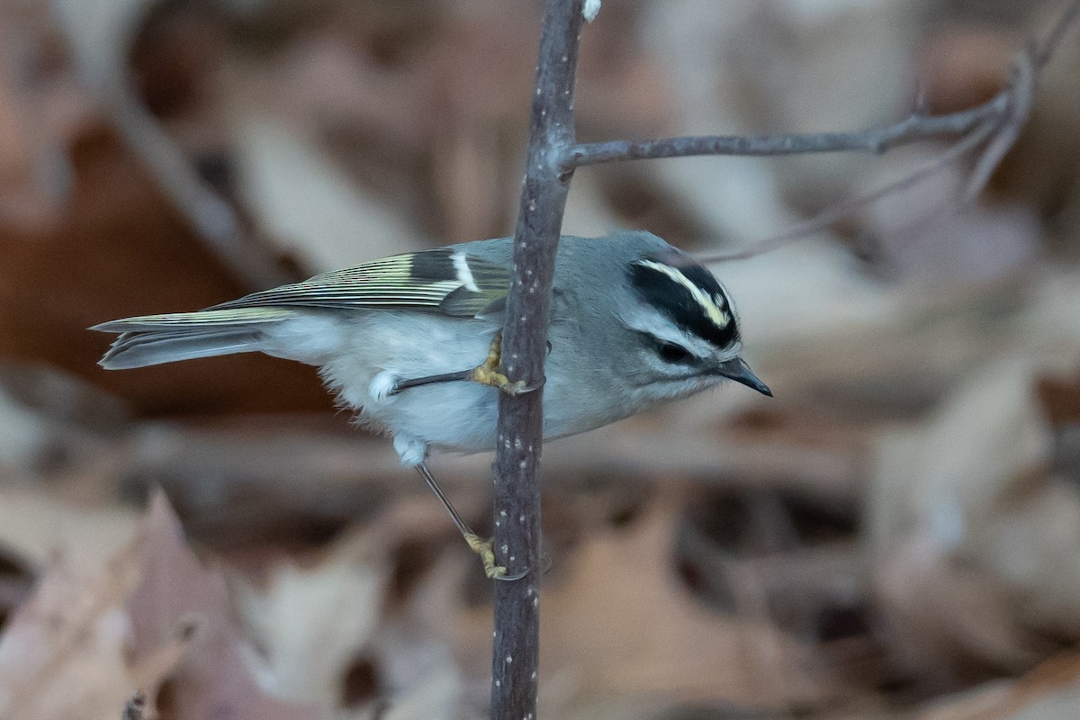 Golden-crowned Kinglet - ML523433851