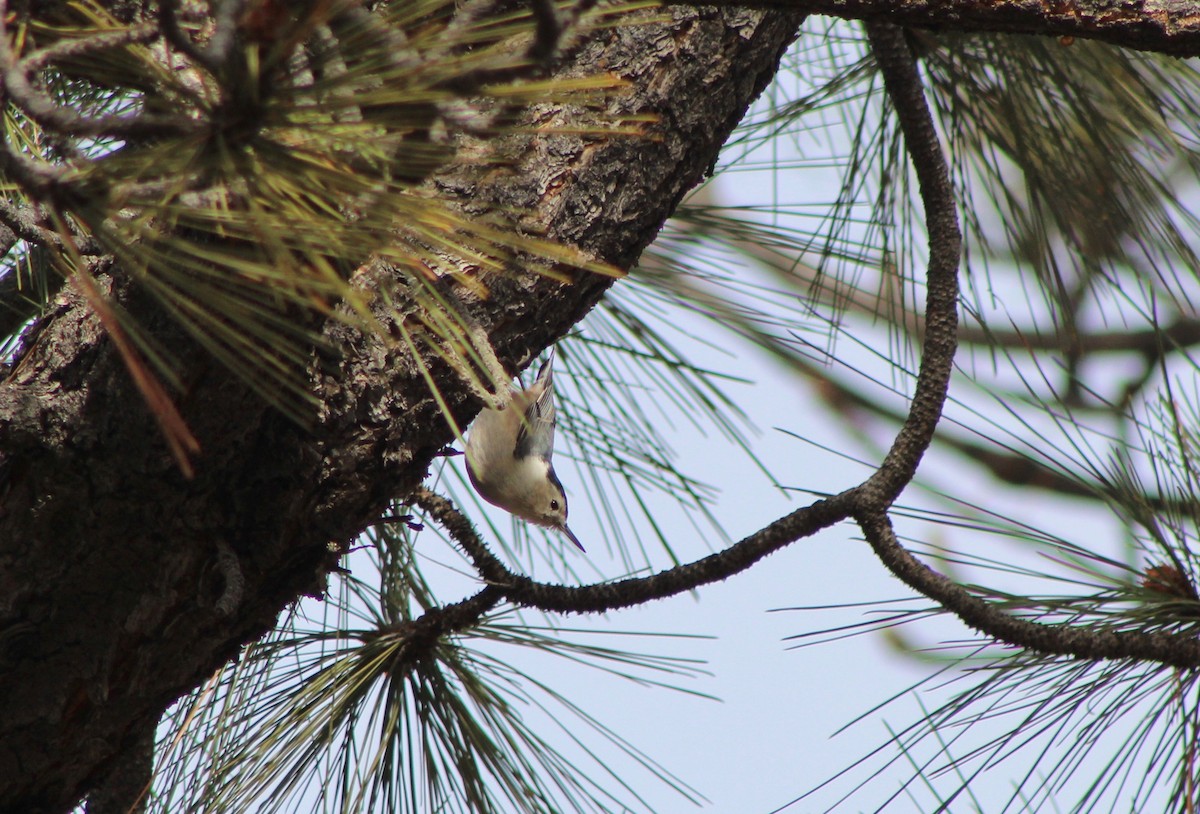 White-breasted Nuthatch (Pacific) - ML523434781