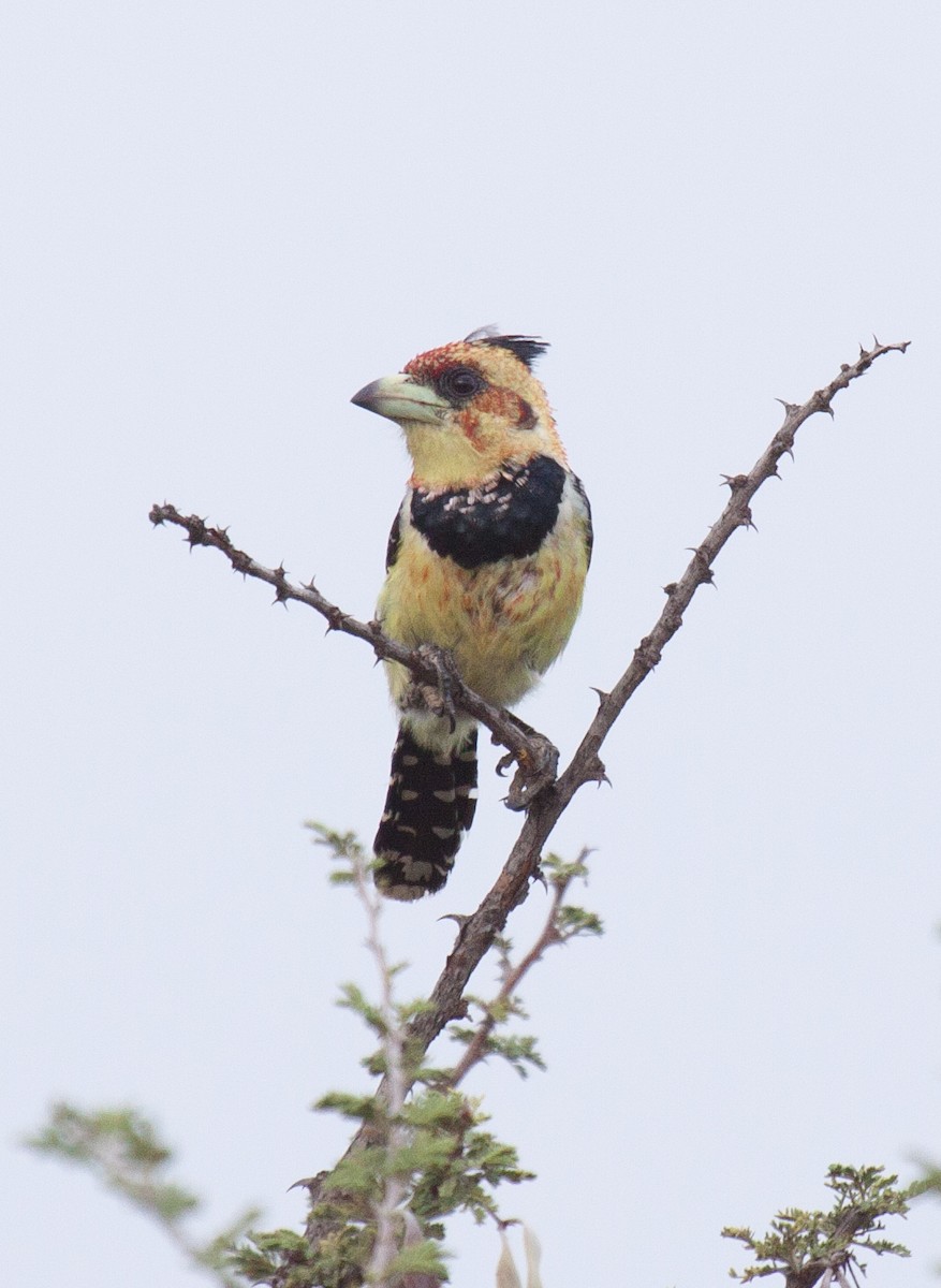 Tepeli Barbet - ML52343511