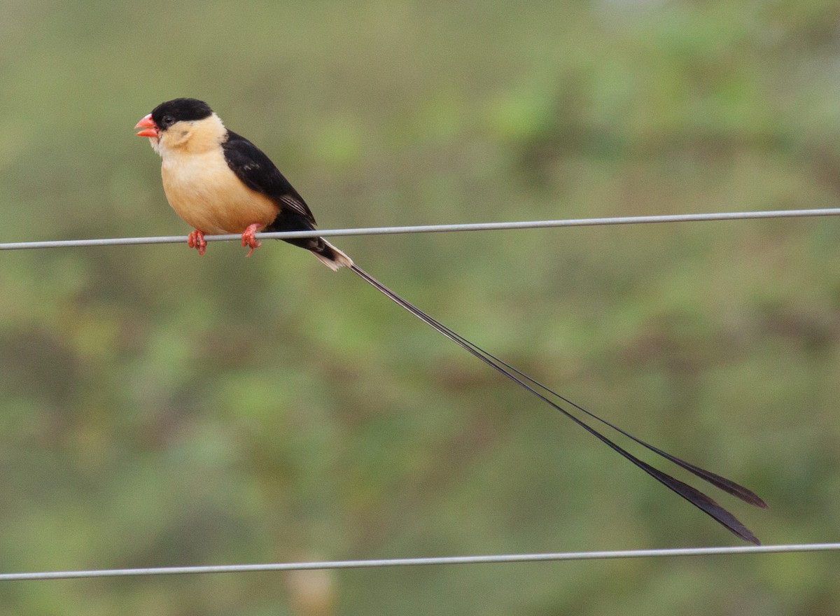 Shaft-tailed Whydah - Craig Faulhaber