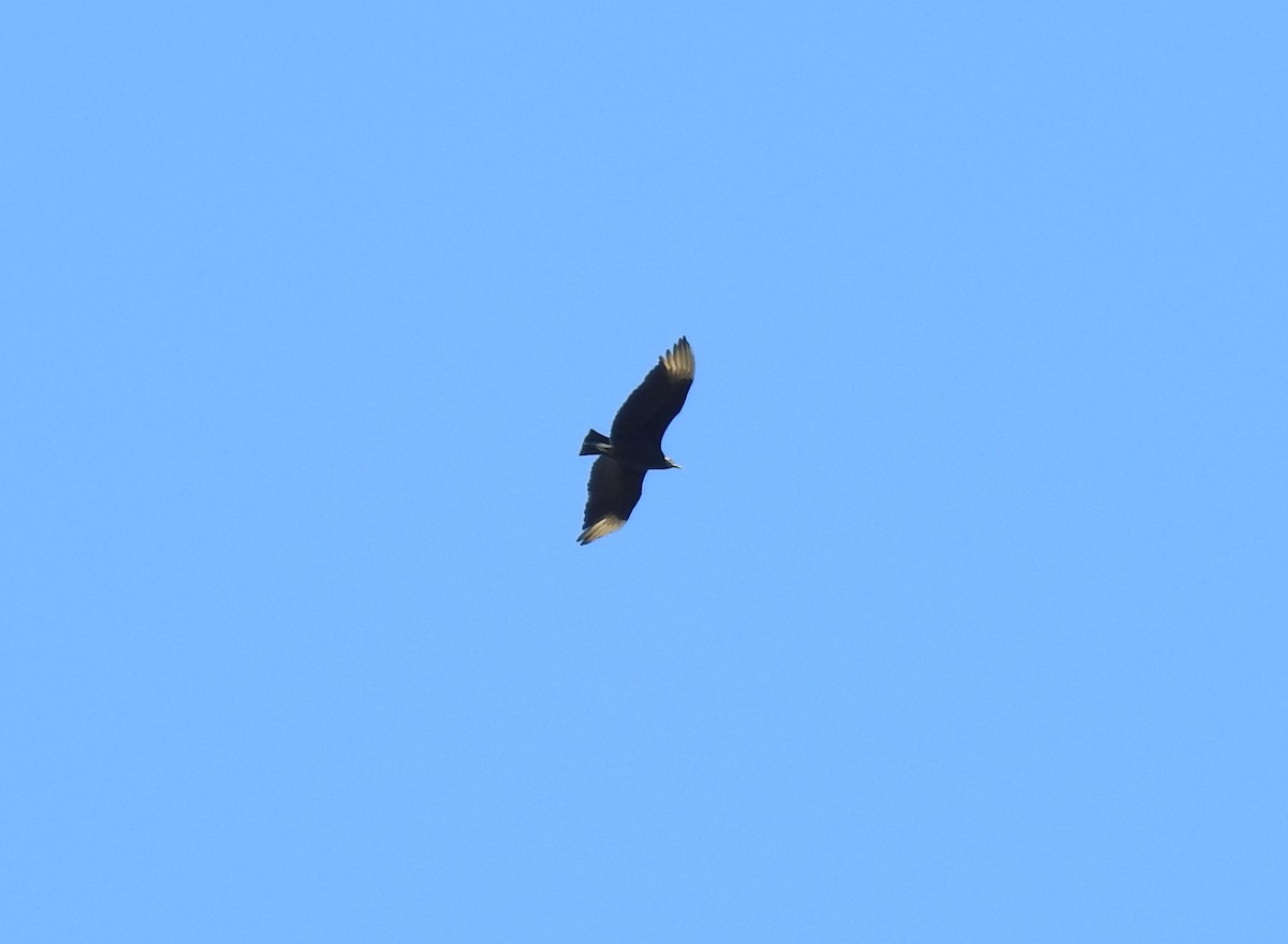 Black Vulture - ML523436661