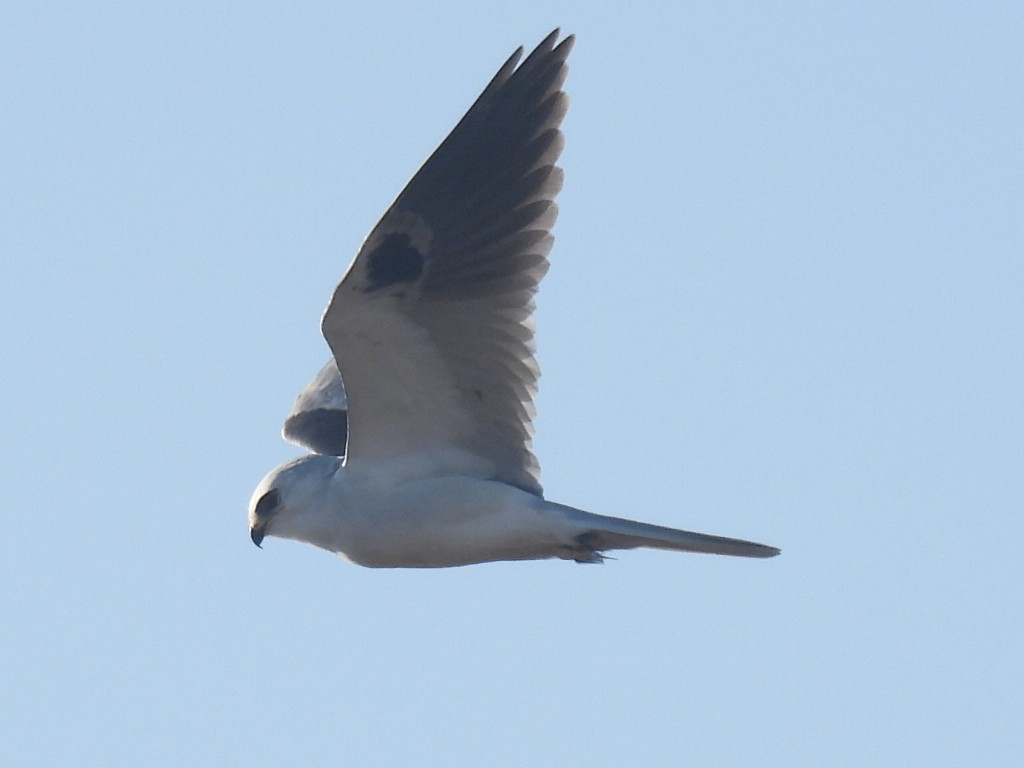 White-tailed Kite - ML523437631