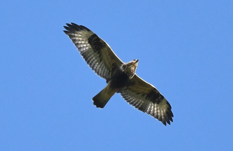 Rough-legged Hawk - Gord Gadsden