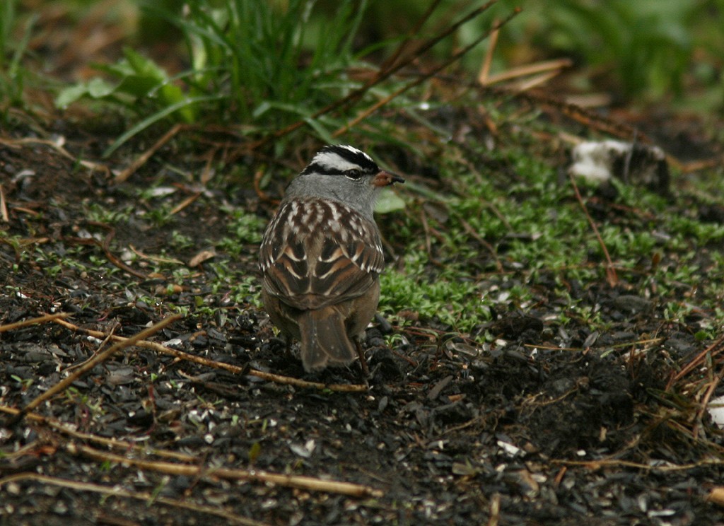 White-crowned Sparrow - ML523442121