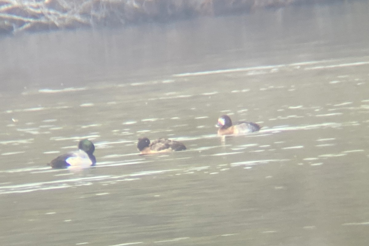 Tufted Duck - ML523442161