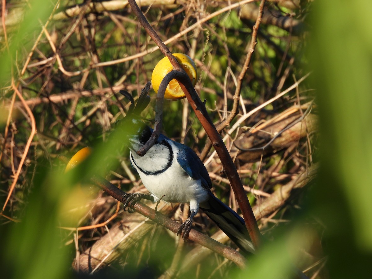 Black-throated x White-throated Magpie-Jay (hybrid) - ML523442341