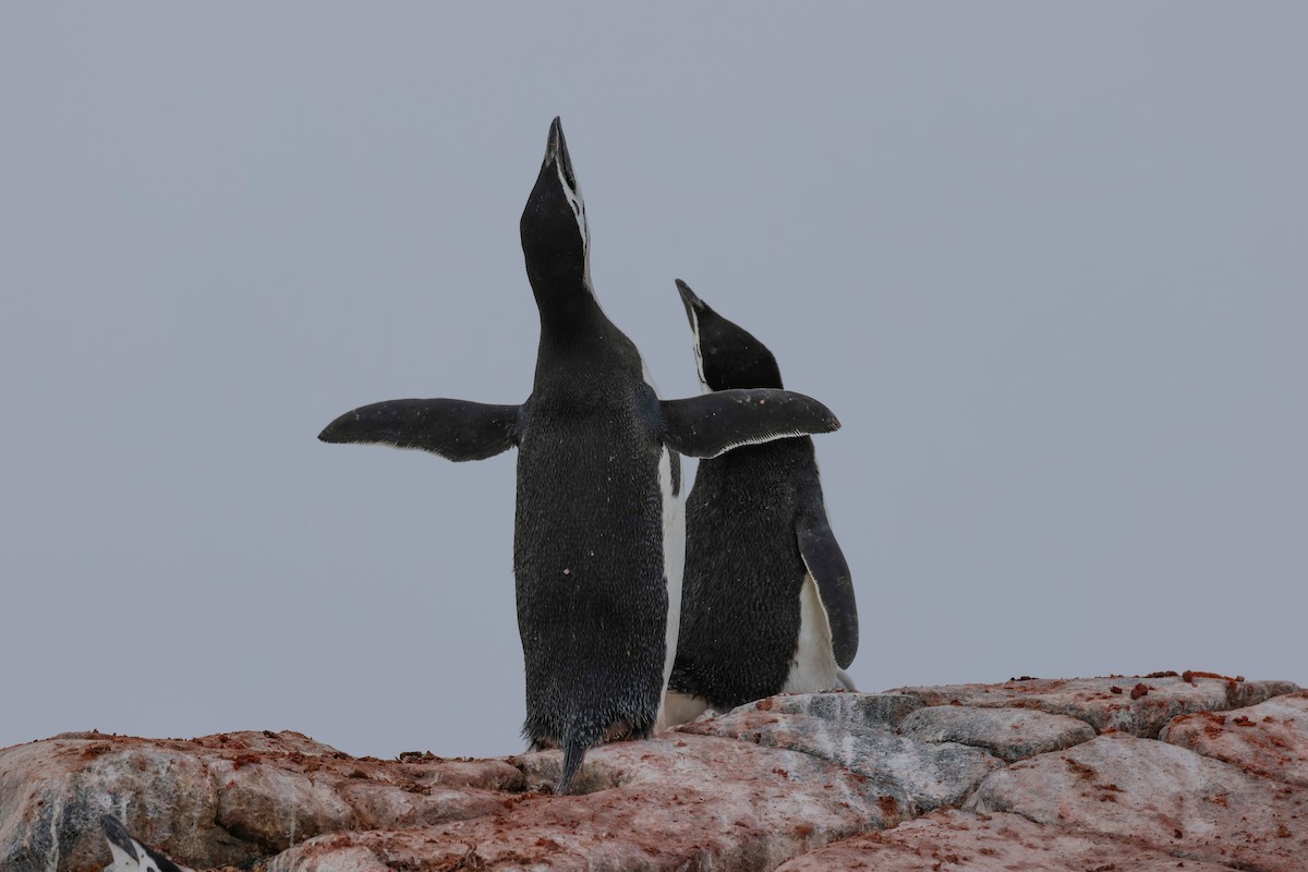 Çember Sakallı Penguen - ML523443001