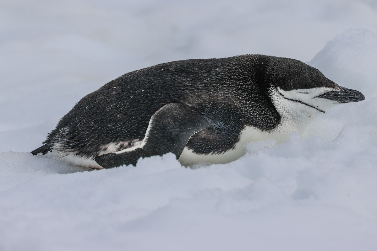 Chinstrap Penguin - Pam Rasmussen