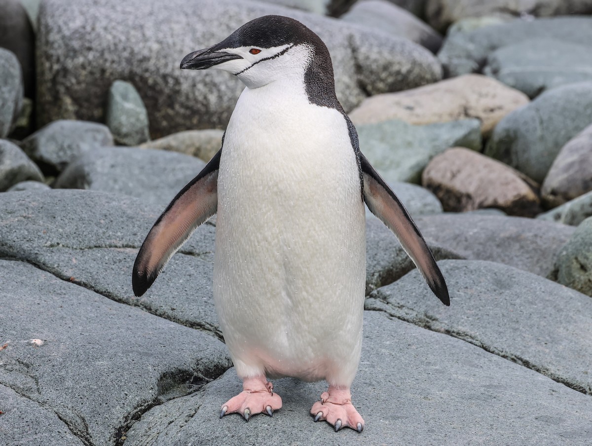 Chinstrap Penguin - Pam Rasmussen