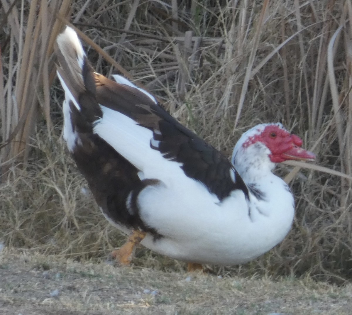 Muscovy Duck (Domestic type) - ML523443841