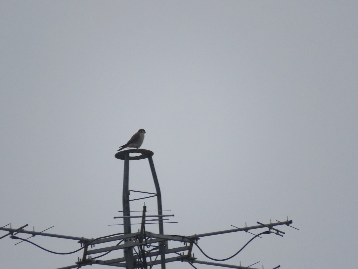 American Kestrel - ML523444551