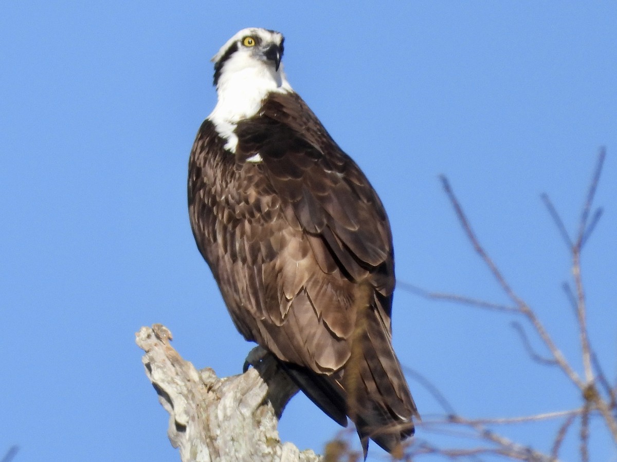 Balbuzard pêcheur - ML523446371