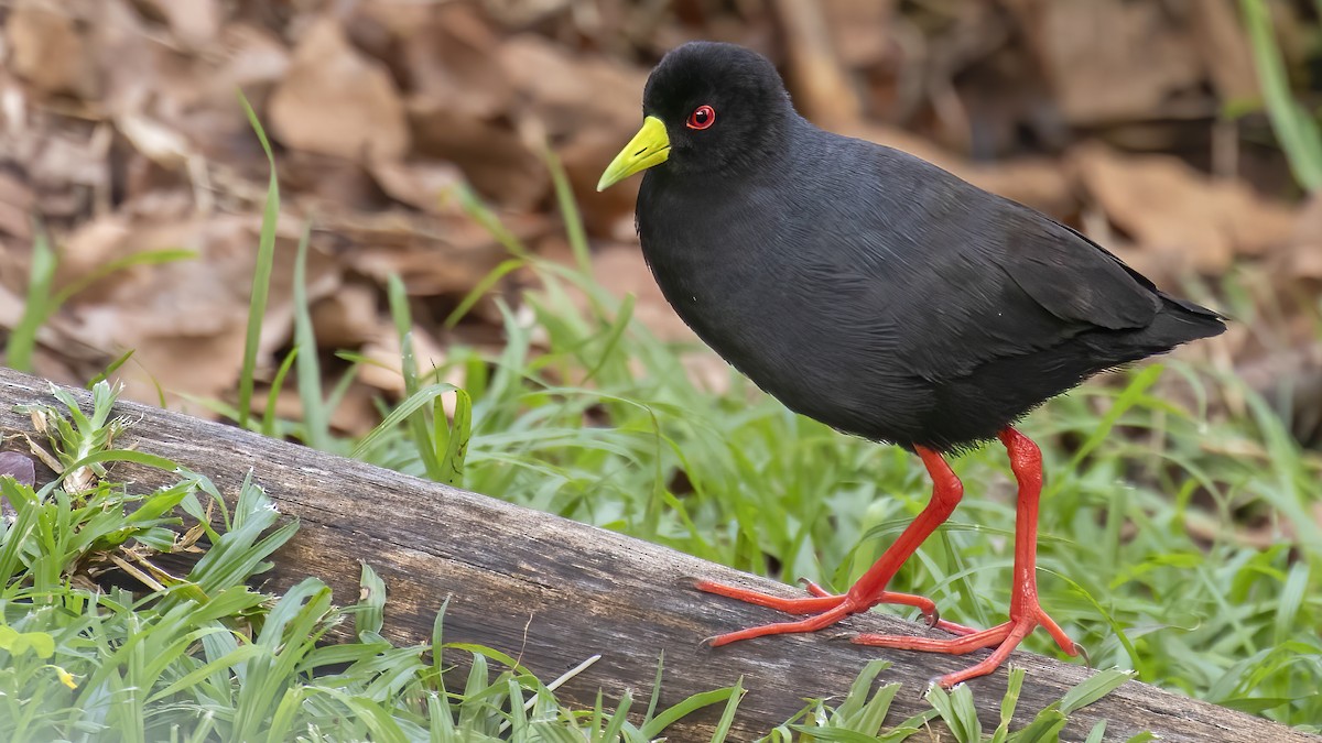 Black Crake - ML523446381