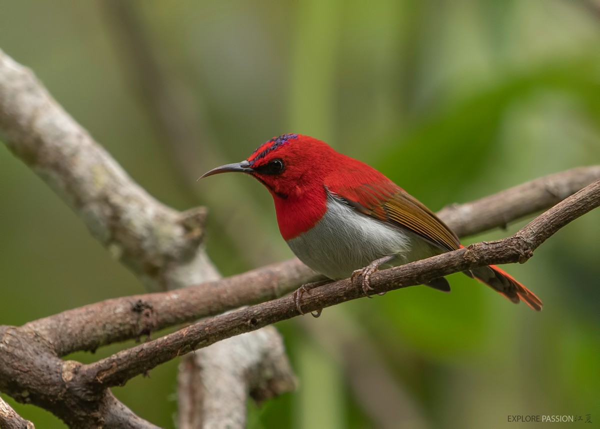 Temminck's Sunbird - ML523448211