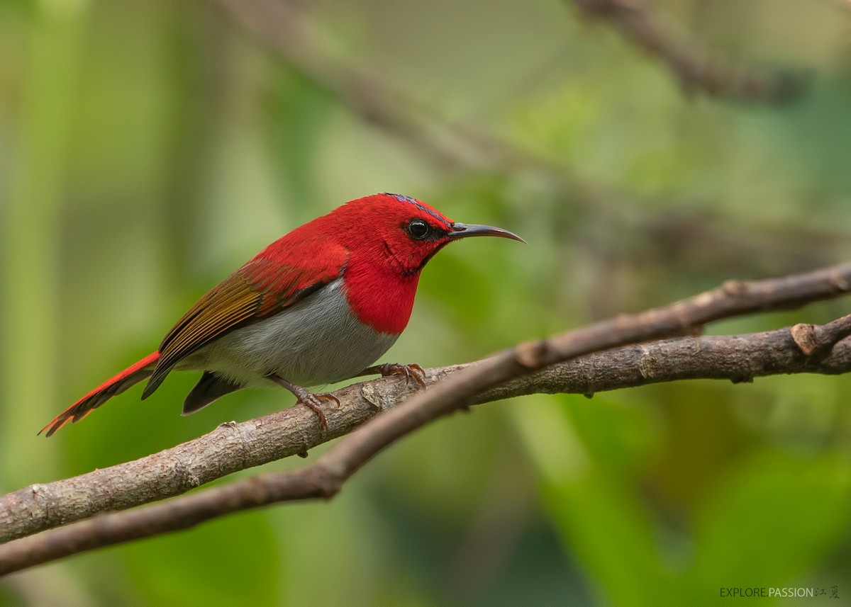 Temminck's Sunbird - ML523448221