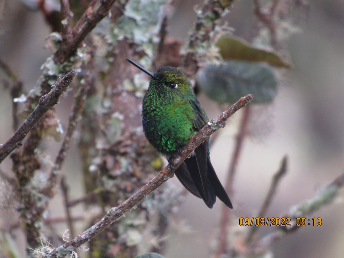 Sapphire-vented Puffleg - ML523449431