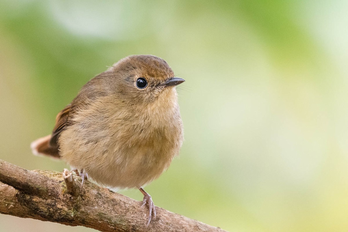 Slaty-blue Flycatcher - ML523449871