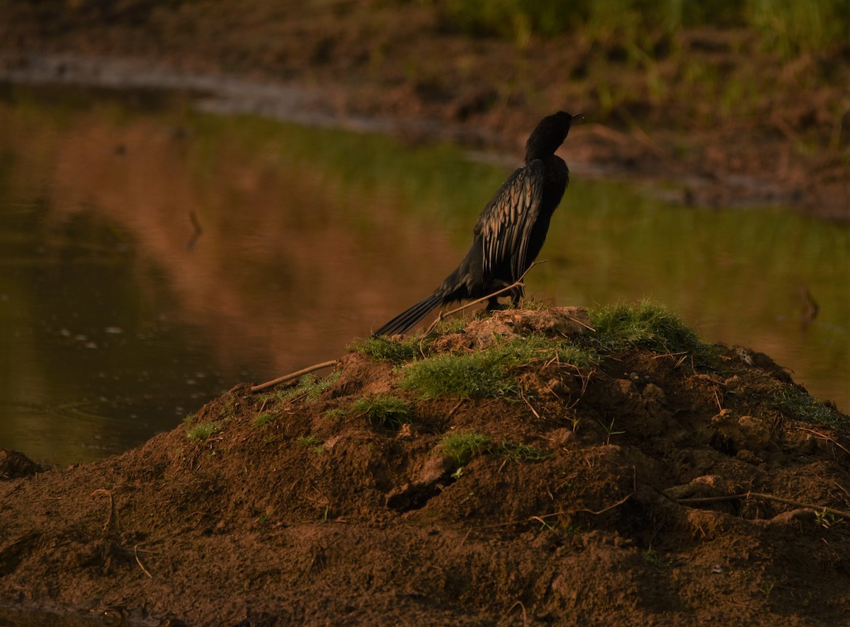 Little Cormorant - Sajeev Krishnan