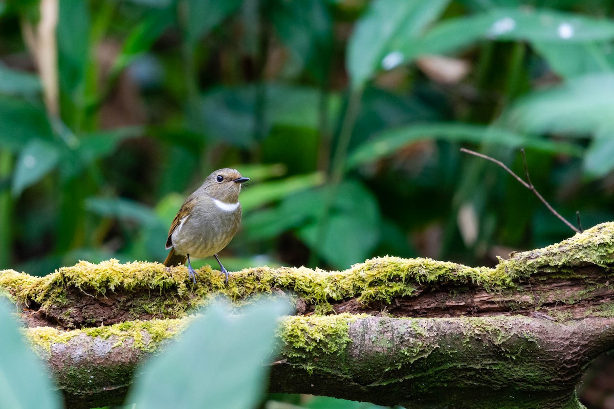 Rufous-bellied Niltava - Marwin Pongprayoon