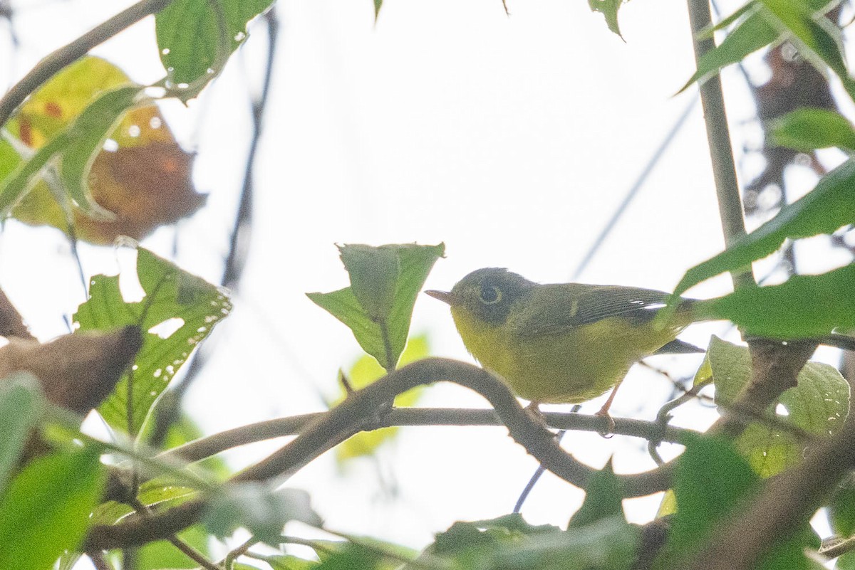 Mosquitero de Anteojos - ML523450971