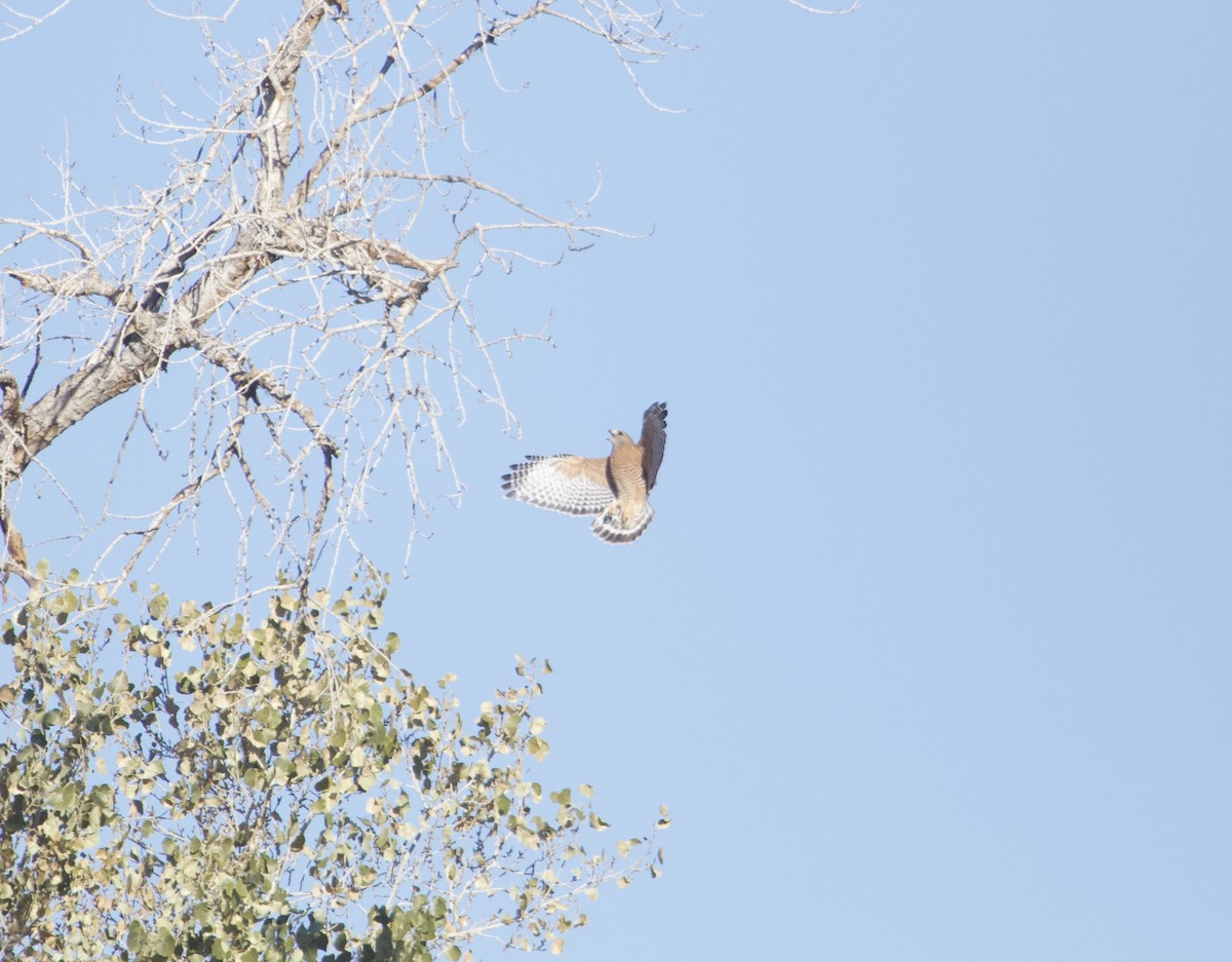 Red-shouldered Hawk (elegans) - Nolan A. Walker