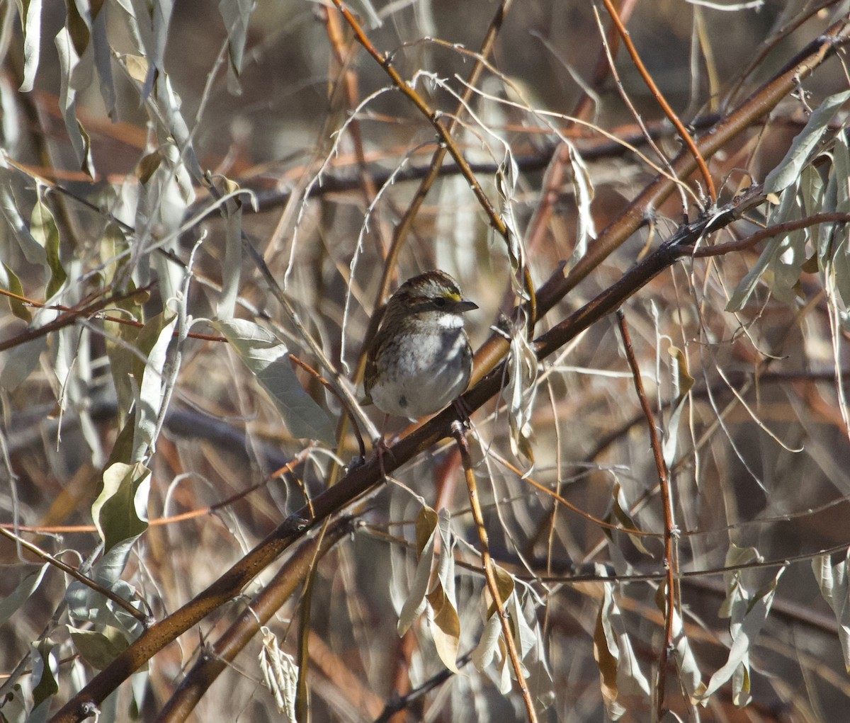 White-throated Sparrow - ML523451781