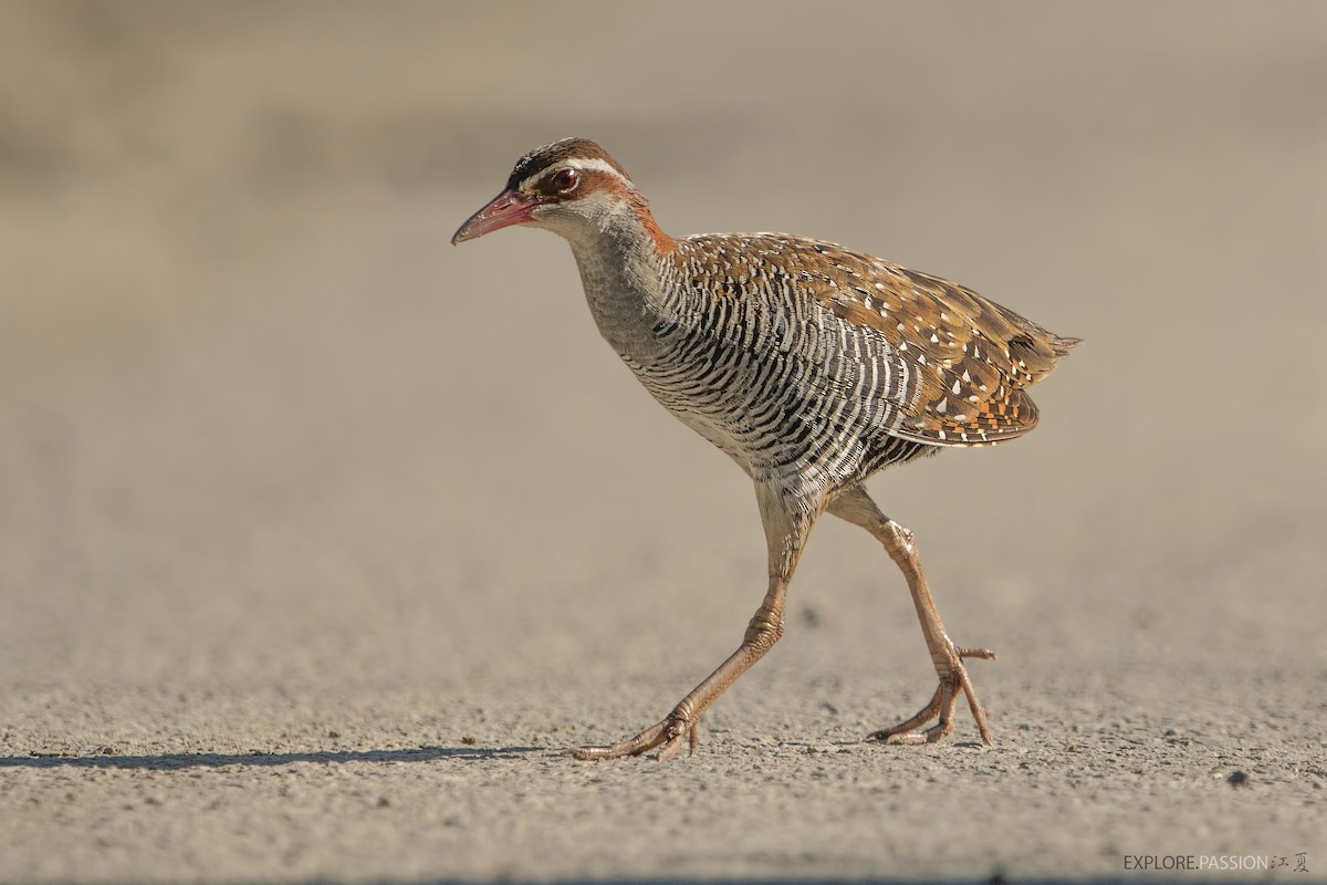 Buff-banded Rail - ML523453021