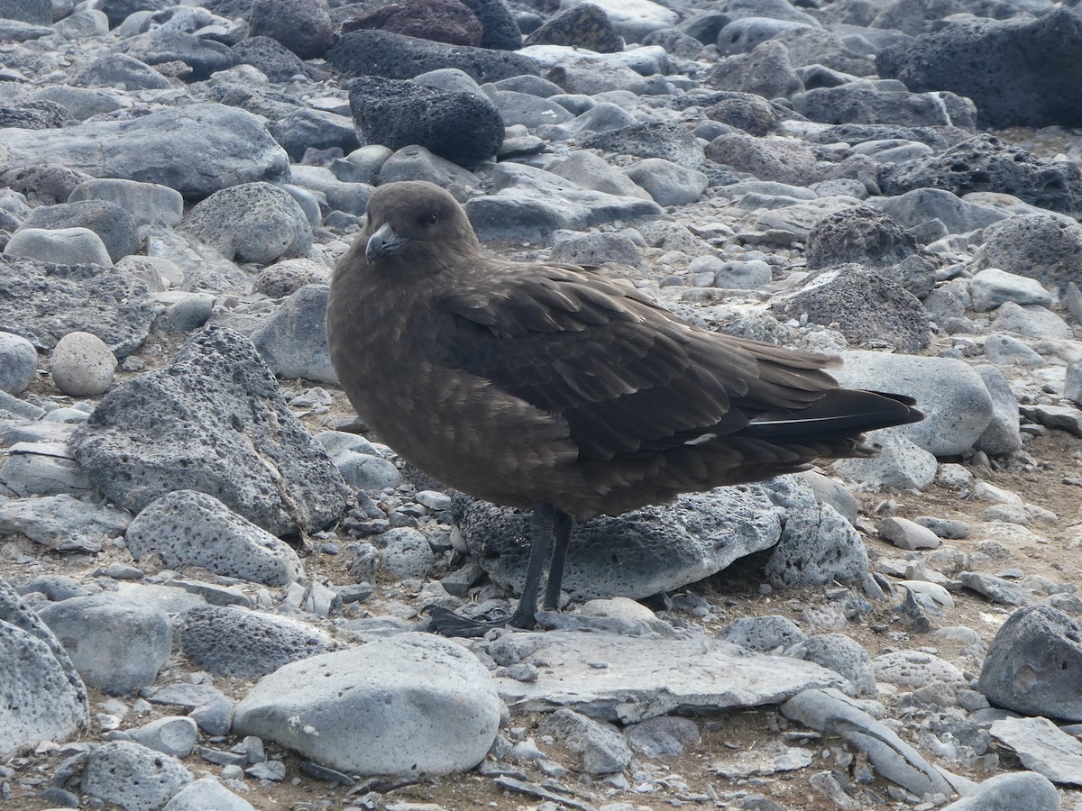 Brown Skua (Subantarctic) - ML523455801
